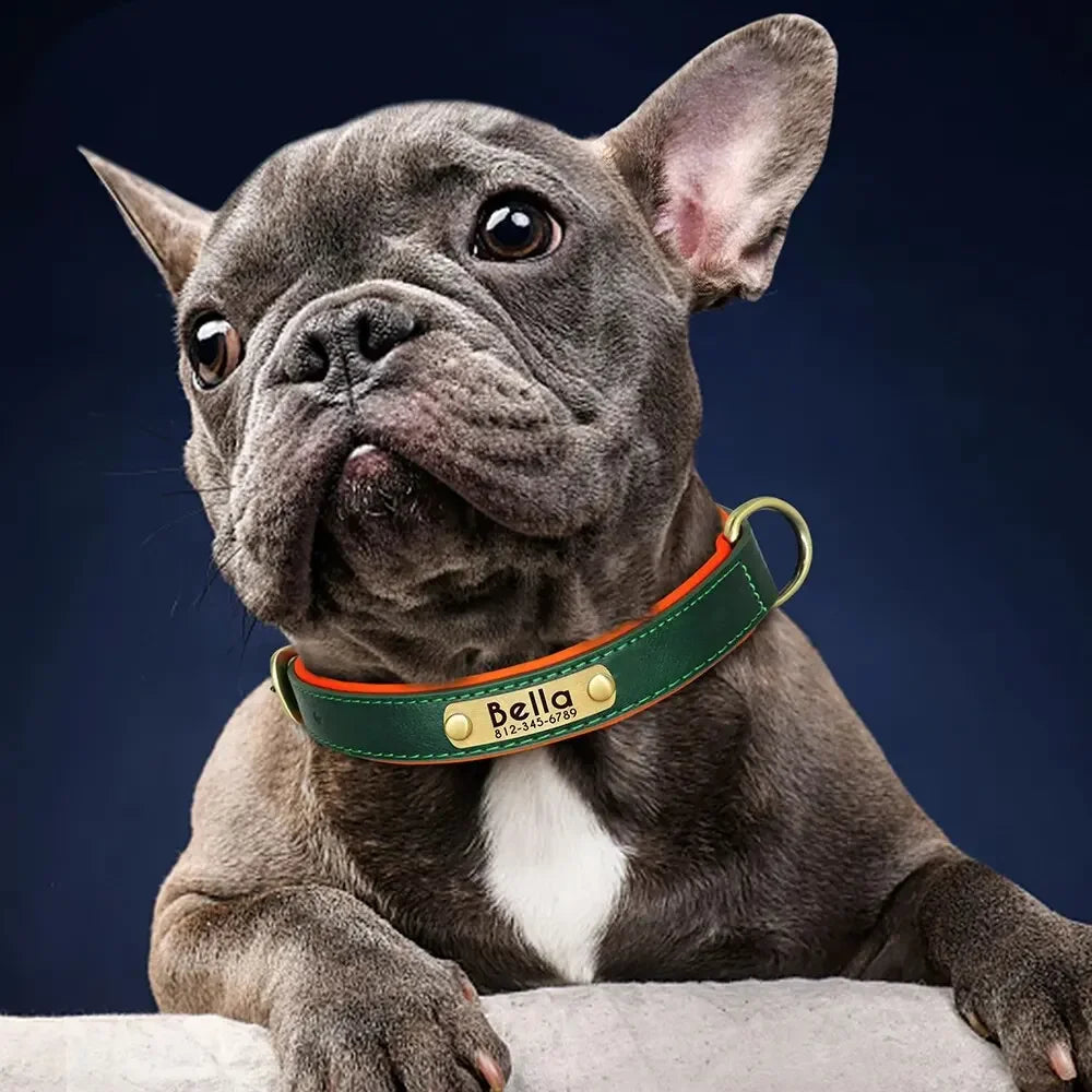 Pawlio Personalized ID Dog Collar