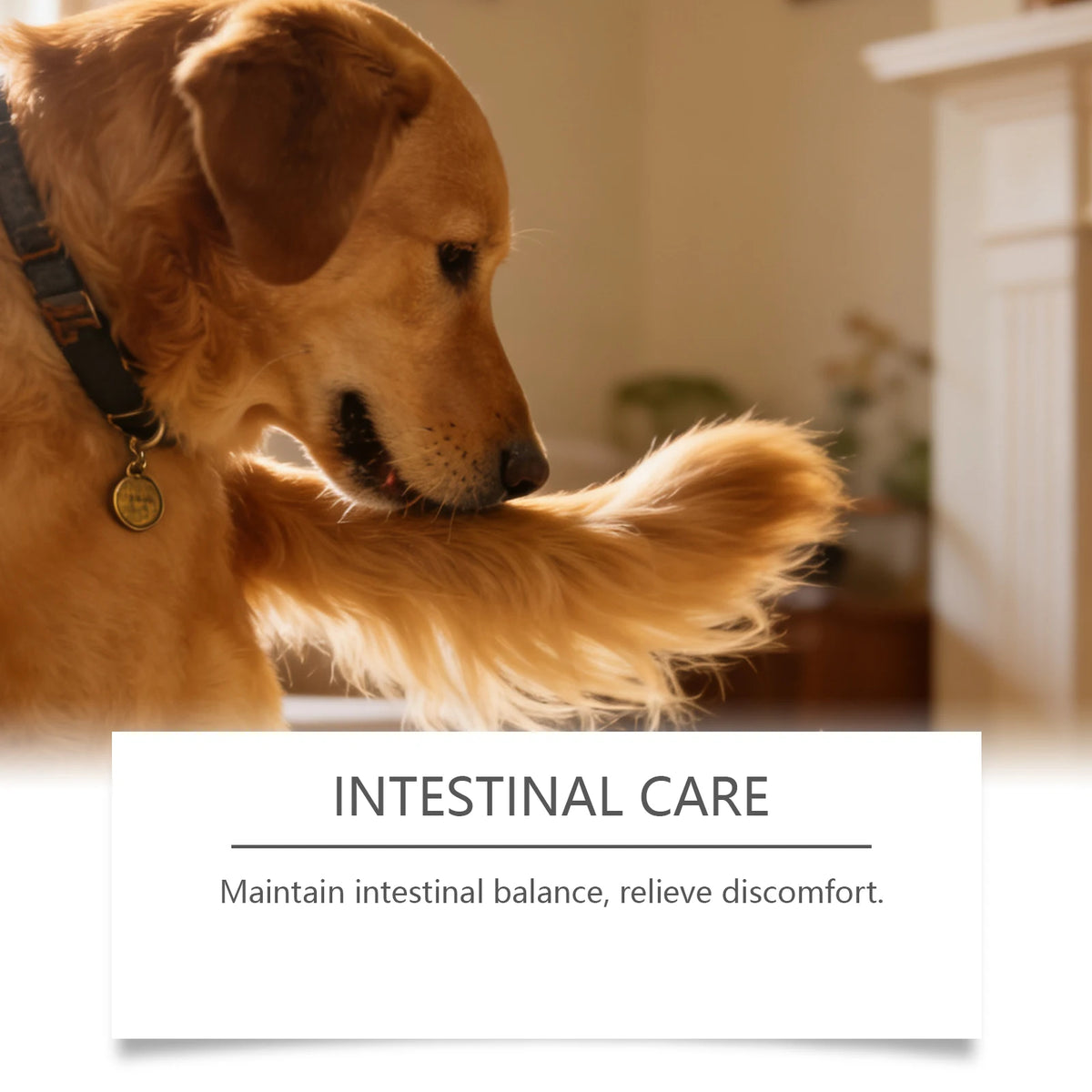 Pawlio Daily Gut Support Powder for Dogs