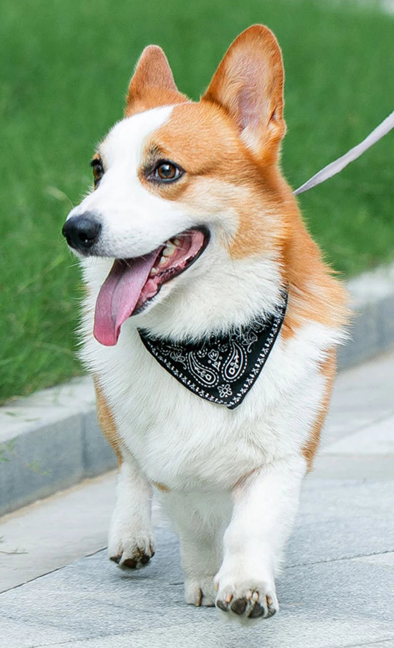 Pawlio Bandana Dog & Cat Collar