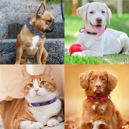 Pawlio Personalized ID Dog Collar