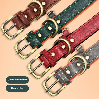 Pawlio Personalized ID Dog Collar
