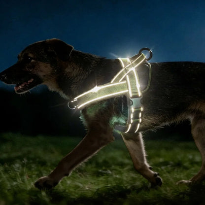 Pawlio Heavy-Duty Reflective Harness