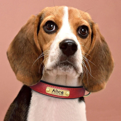 Pawlio Personalized ID Dog Collar