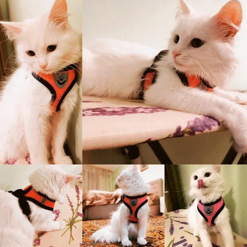 Pawlio Mesh Harness & Leash Set