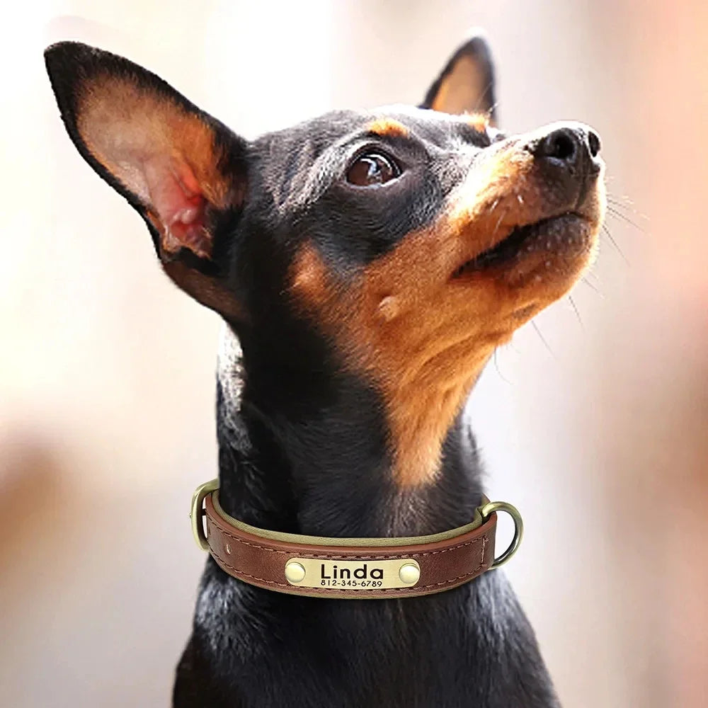 Pawlio Personalized ID Dog Collar