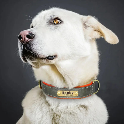 Pawlio Personalized ID Dog Collar