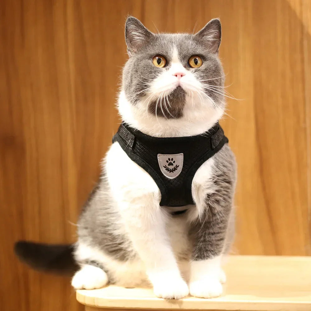 Pawlio Reflective Cat Harness & Leash