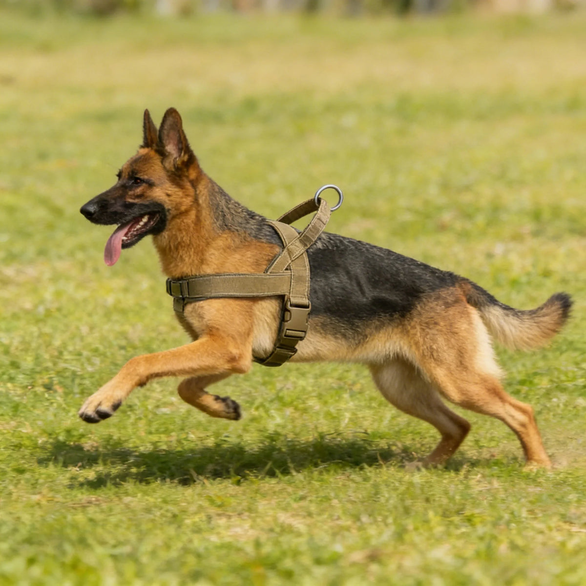 Pawlio Heavy-Duty Reflective Harness
